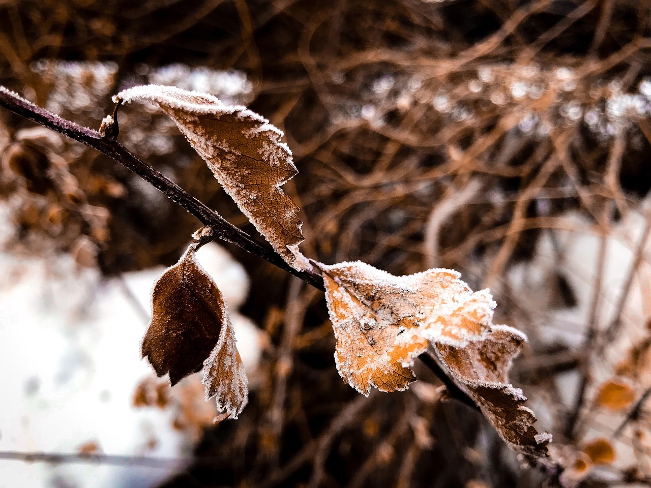 冬天 雪 冰 - Pixabay上的免费照片 - Pixabay