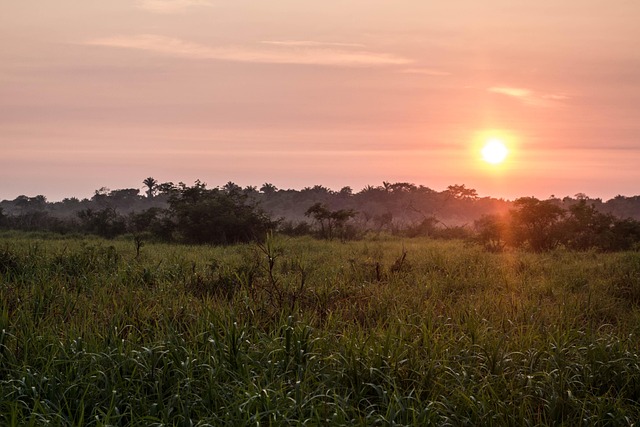 Bolivia, Amazon, Jungle, Natur, Mose