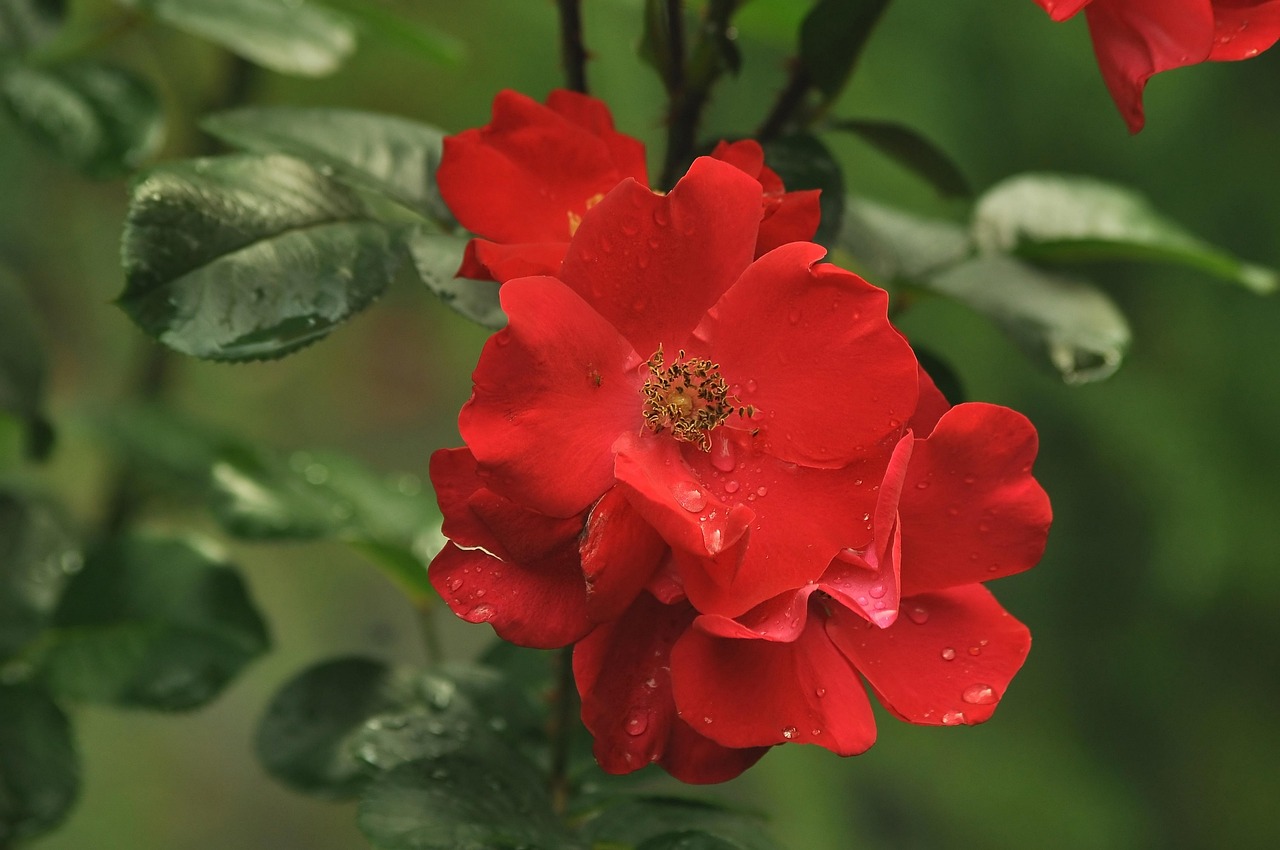 Flowers Red Love Free photo on Pixabay