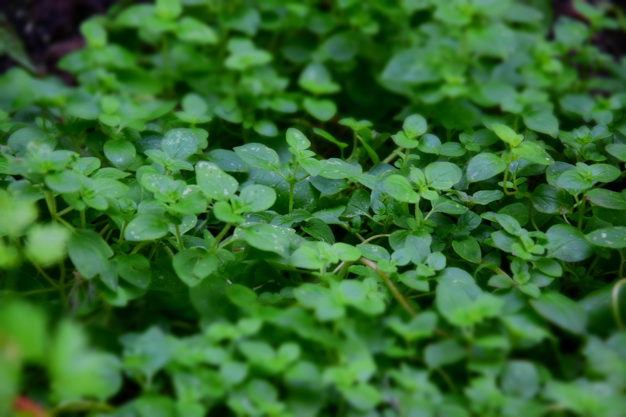 200+ Free Oregano & Nature Images - Pixabay