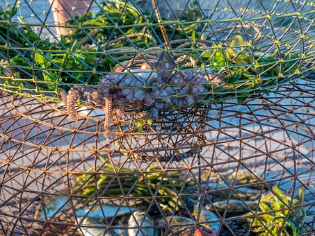 Free Fish Web photo and picture