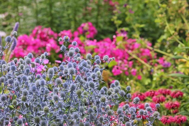 Bi Græs, Blomst, Natur, Blomst Tapet