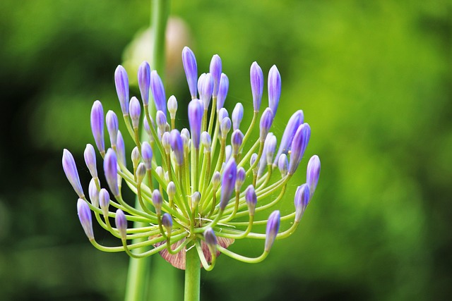 Blomst, Blomst Baggrund, Blå, Natur