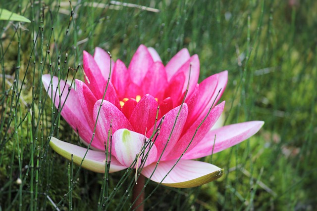 Åkande, Tæt Op, Lyserød, Vandplante