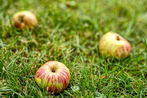 Free Windfall Fruit photo and picture