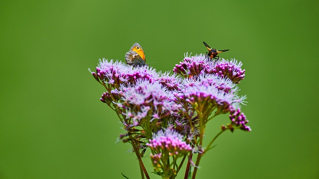 Free Nature Flower photo and picture