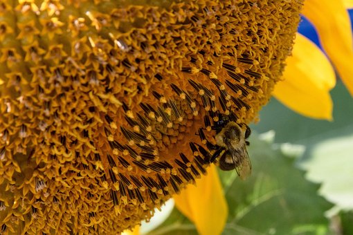 Free Sunflower Flower photo and picture