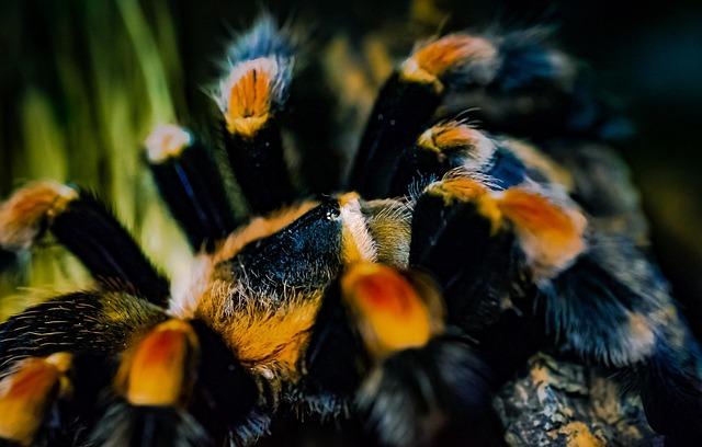Free Tarantula Redknee Bird-Spider photo and picture