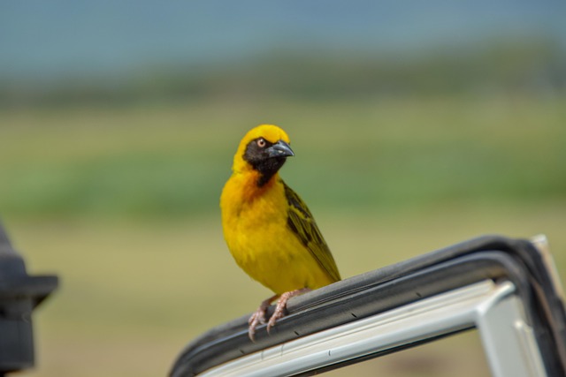 Pássaro Amarelo, África, Safári, Amarelo