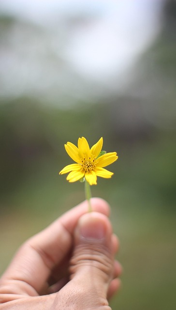 Bloem, Geel, Bloem Behang, Natuur