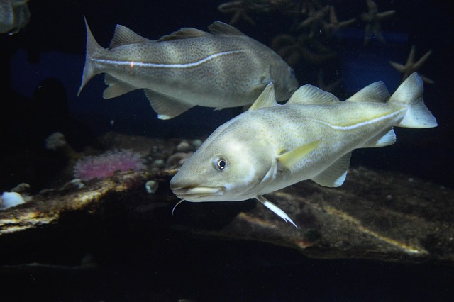 Cod Def Cod Barb Fish - Free photo on Pixabay