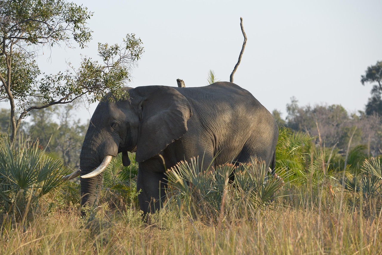 S o Afryka Botswana Zwierz Darmowe Zdj cie Na Pixabay Pixabay S o Afryka Botswana Zwierz Darmowe Zdj cie Na Pixabay Pixabay