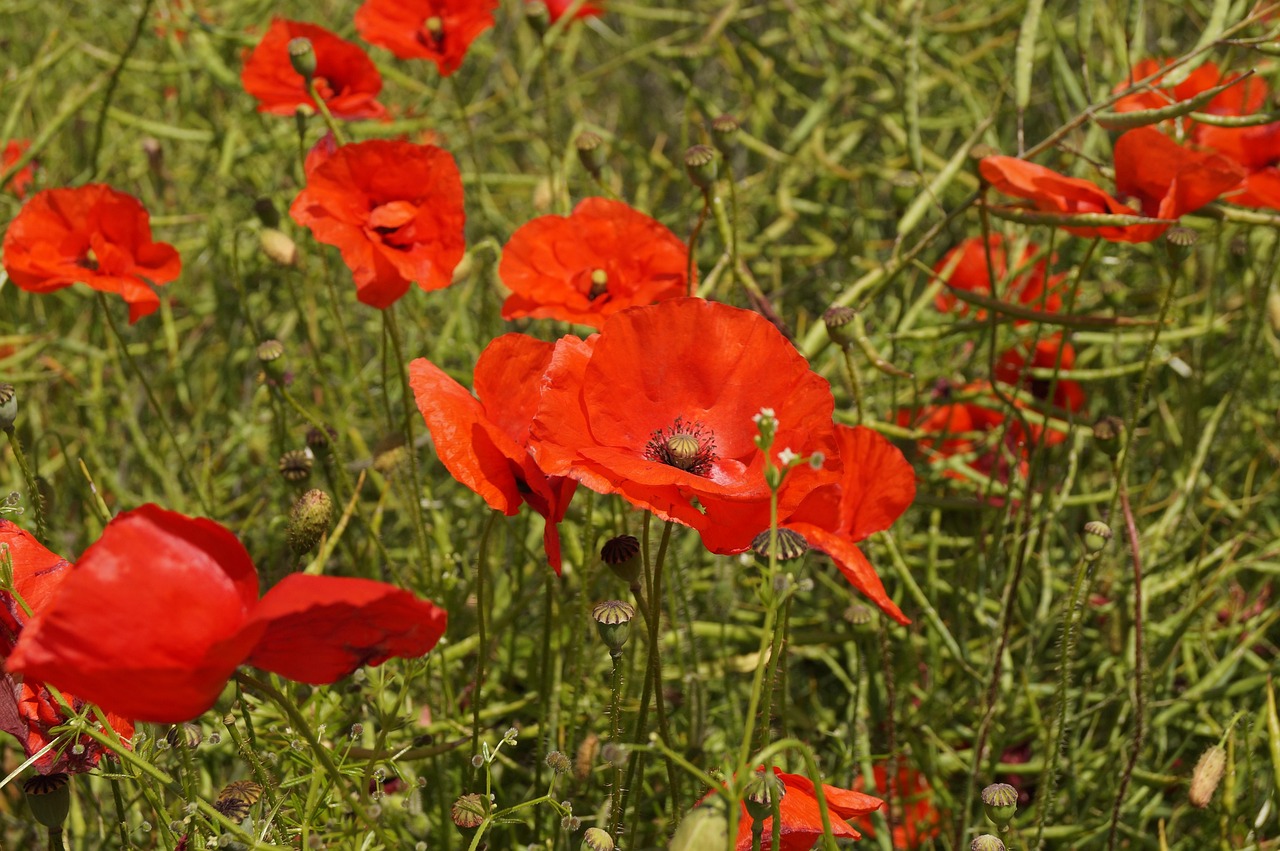 Mohn Felder Natur - Kostenloses Foto auf Pixabay - Pixabay