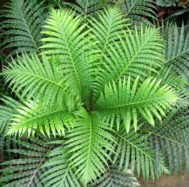 Free Plant Nature photo and picture