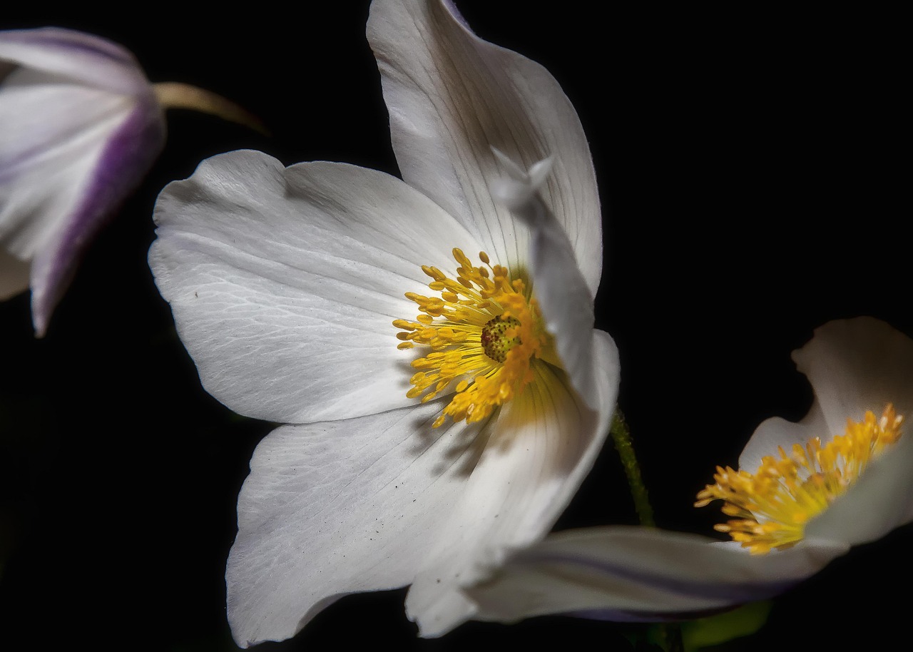 flowers, white flowers, grecian windflowers, anemone blanda, hellebore, flower wallpaper, beautiful flowers, plant, blossom, helleborus, flower background, bloom, nature, spring, close up