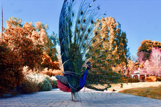 Pfau, Natur, Gefieder, Vogel, Groß, Bunt