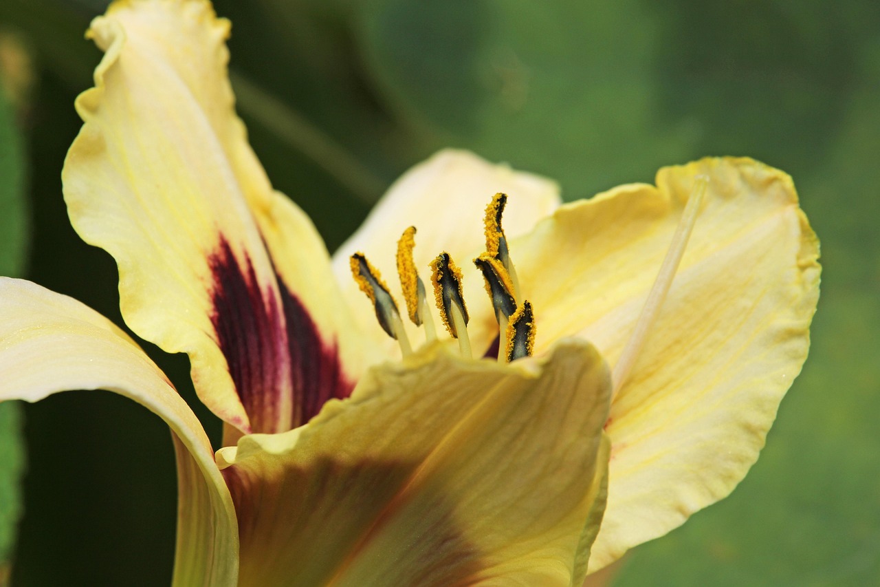 Daylily Lilies Edible Flowers Free photo on Pixabay Pixabay
