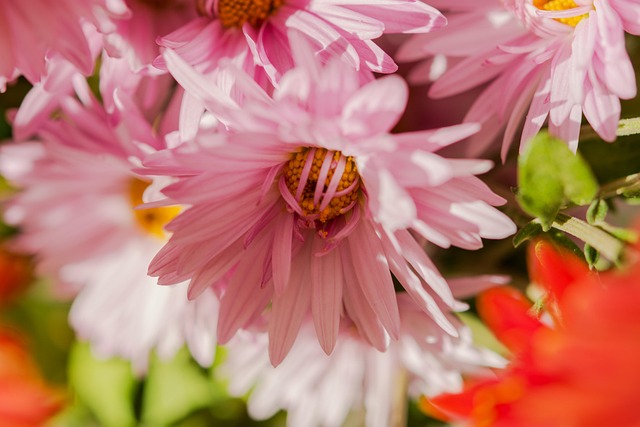 Krysantemum, Efterårsblomster, Lyserød