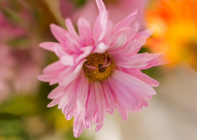 Krysantemum, Efterårsblomster, Lyserød