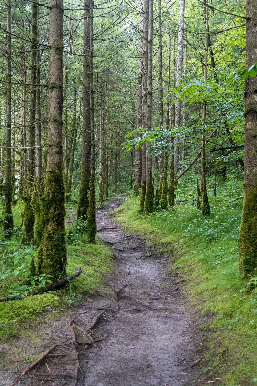 Trilha Caminho Da Floresta Arvores - Foto gratuita no Pixabay - Pixabay