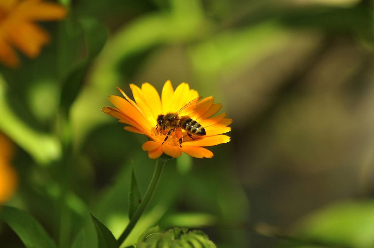 Flower - free online jigsaw puzzle photo