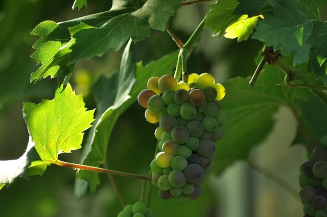 Free Grape Bunch photo and picture