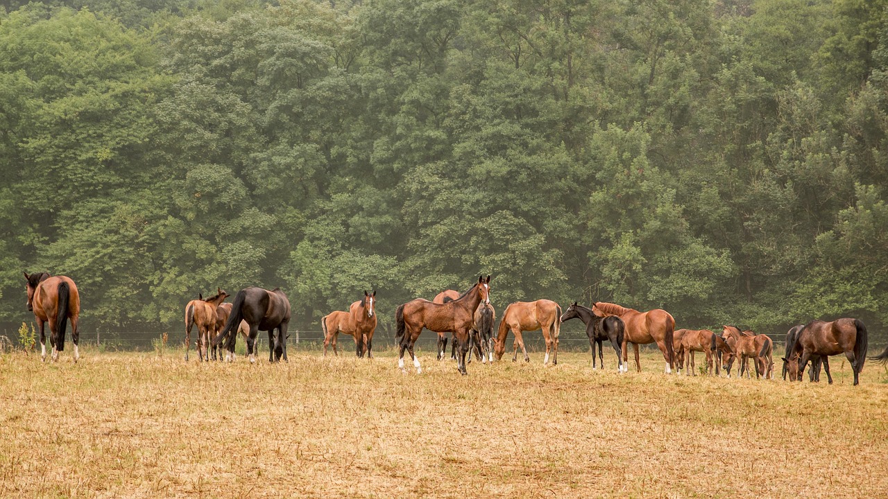 Animals - free online jigsaw puzzle photo