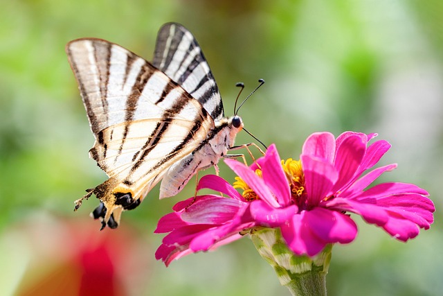 Schmetterling, Falter, Natur, Insekt
