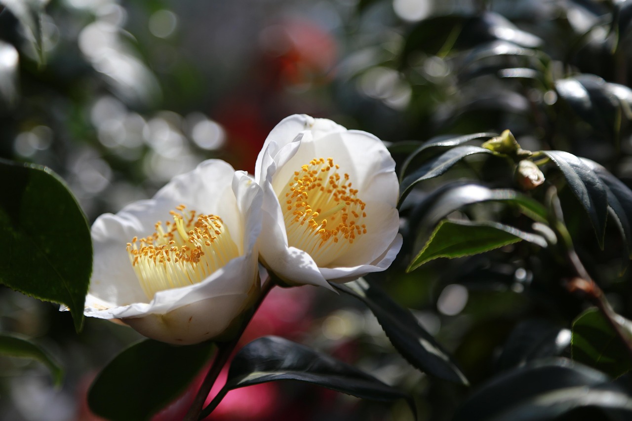 椿の花&椿に関する1000000以上の無料写真 - Pixabay