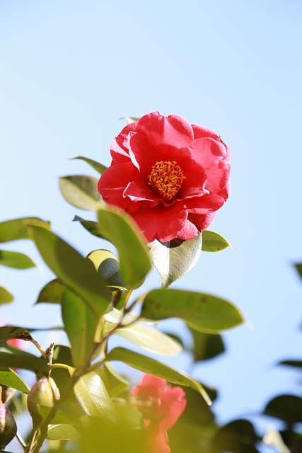 椿の花&椿に関する1000000以上の無料写真 - Pixabay