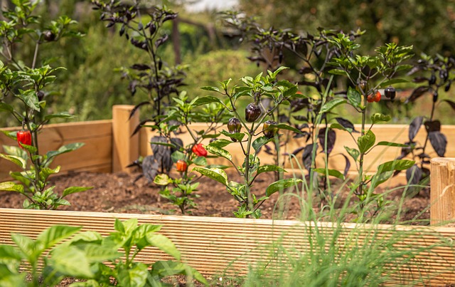 Free Raised Bed Chili photo and picture