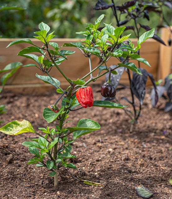 Free Raised Bed Chili photo and picture