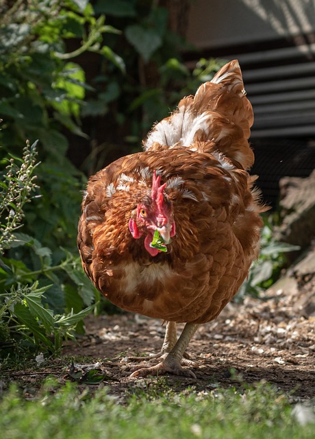 Free Laying Hen Spout photo and picture