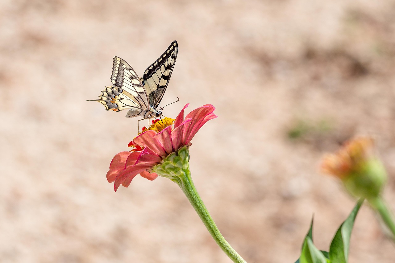 Vlinder, Bloem, Bestuiven, Bestuiving