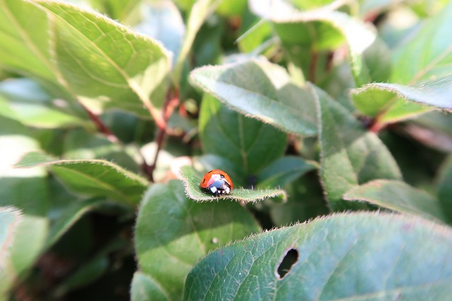 Free Ladybug Nature photo and picture