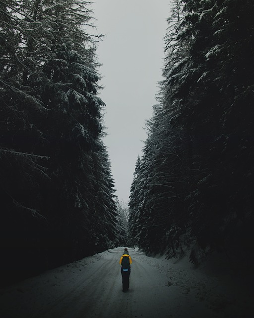 Invierno, Nieve, Frío, Naturaleza