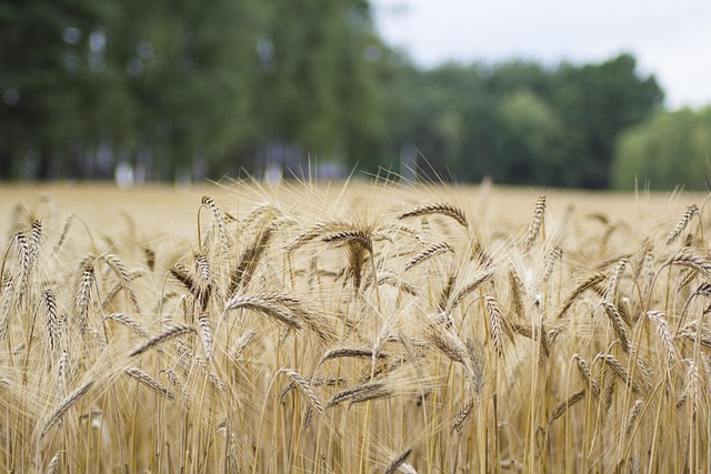 Free Wheat Field photo and picture