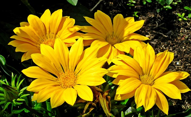 Free Gazanie Blooming photo and picture