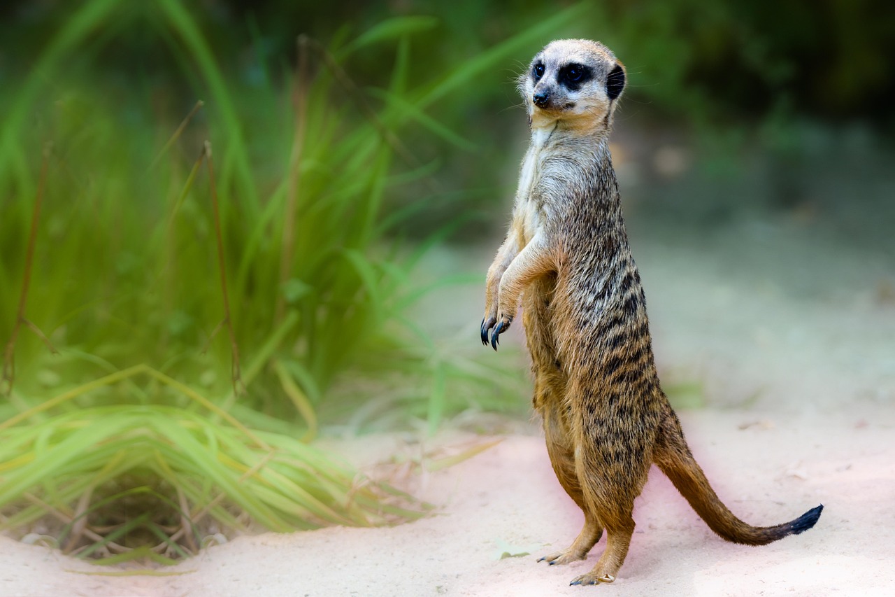 M s De 1 000 Fotos De Suricata Y Naturaleza Gratis Pixabay
