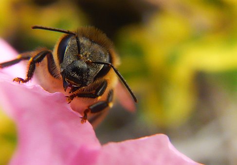 Free Bee Pollen photo and picture