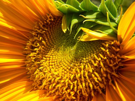 Free Sunflower Beautiful Flowers photo and picture
