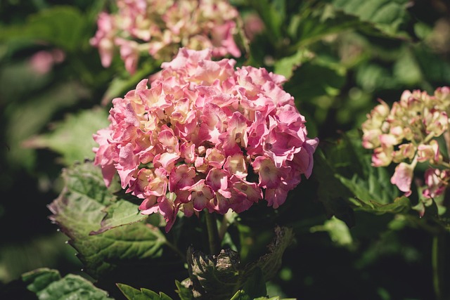 Free Flower Blossoms photo and picture