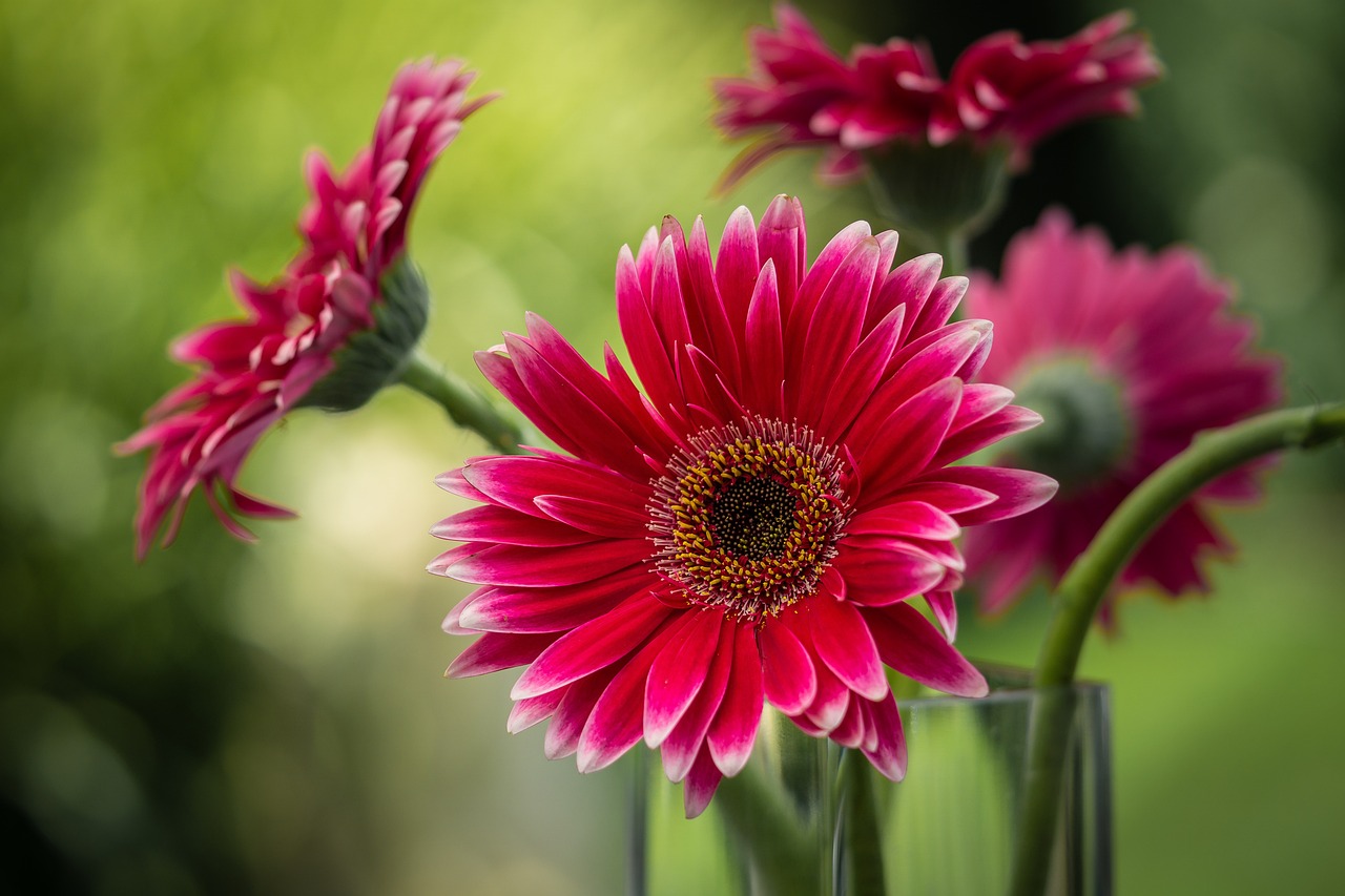 Flower Haven Explore 400 000 Beautiful Flowers Images HD Wallpapers 