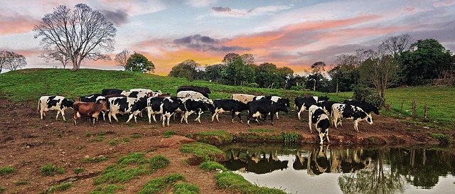 Free Cow Farm photo and picture