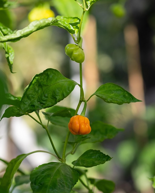 Free Yellow Habanero photo and picture