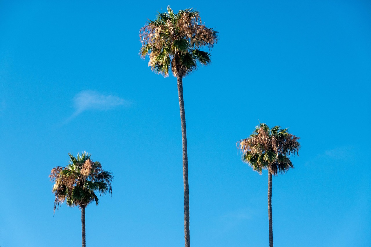 Palm Trees Beach Heaven Free photo on Pixabay Pixabay