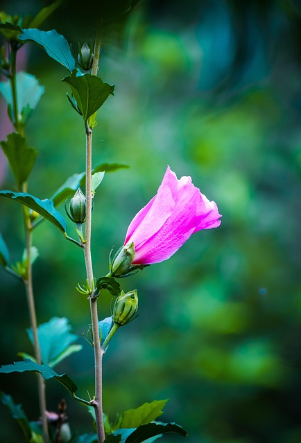Free Flower Pink Flower photo and picture