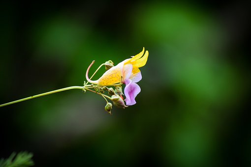 Free Flower Nature photo and picture