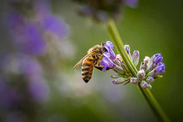 Free Honey Bee Flower Background photo and picture