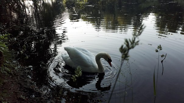 Free Goose Water photo and picture